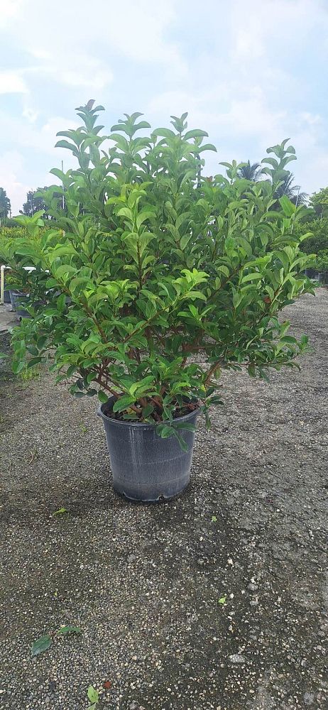 viburnum-odoratissimum-sweet-viburnum