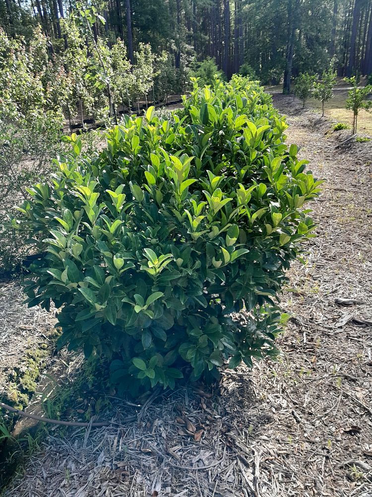viburnum-odoratissimum-sweet-viburnum