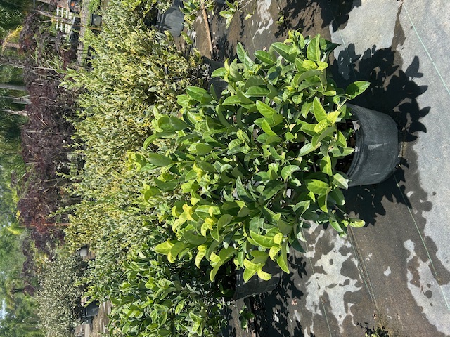 viburnum-odoratissimum-sweet-viburnum