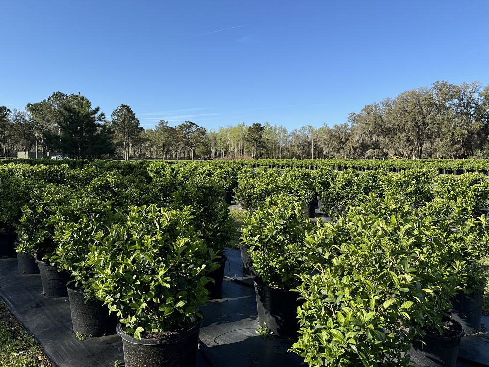 viburnum-odoratissimum-sweet-viburnum