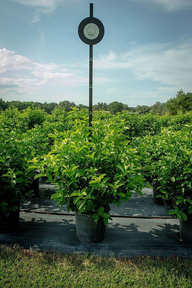 viburnum-odoratissimum-sweet-viburnum