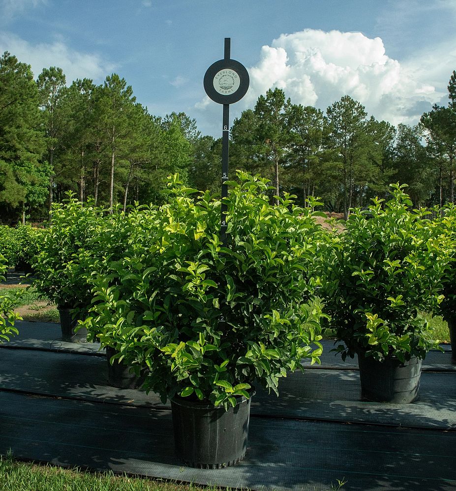 viburnum-odoratissimum-sweet-viburnum
