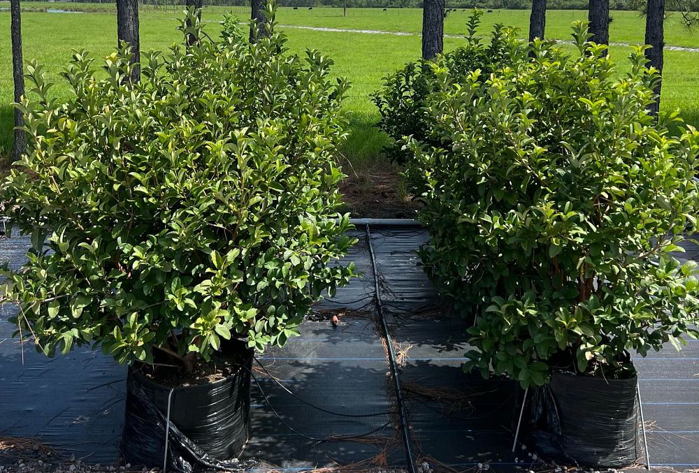 viburnum-odoratissimum-sweet-viburnum