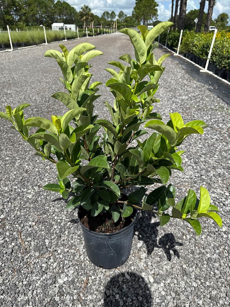 viburnum-odoratissimum-sweet-viburnum