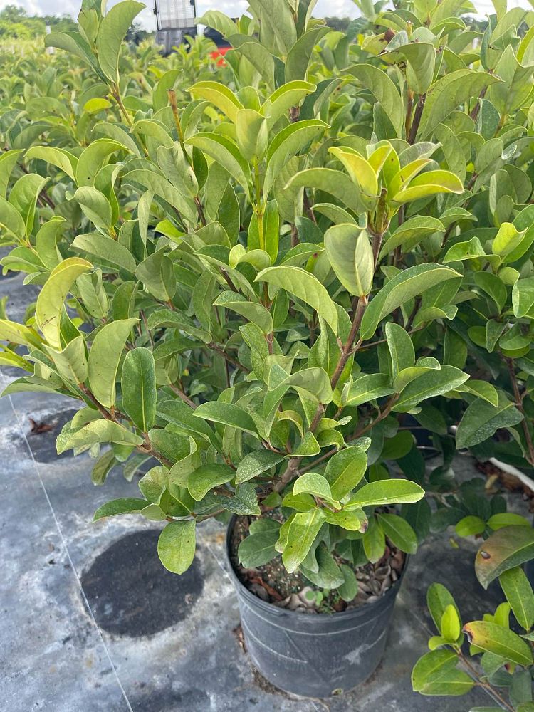 viburnum-odoratissimum-sweet-viburnum