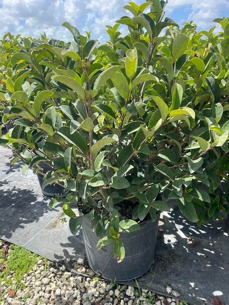viburnum-odoratissimum-sweet-viburnum