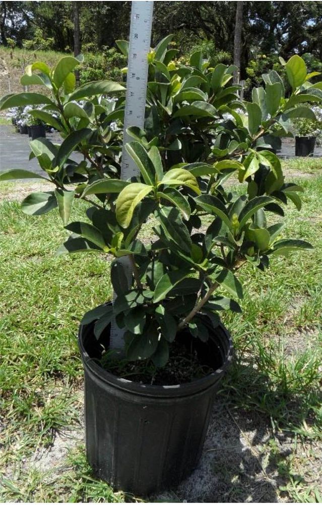 viburnum-odoratissimum-sweet-viburnum