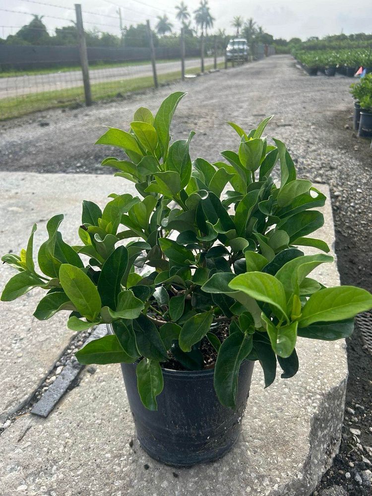 viburnum-odoratissimum-sweet-viburnum