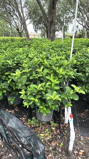 viburnum-odoratissimum-sweet-viburnum
