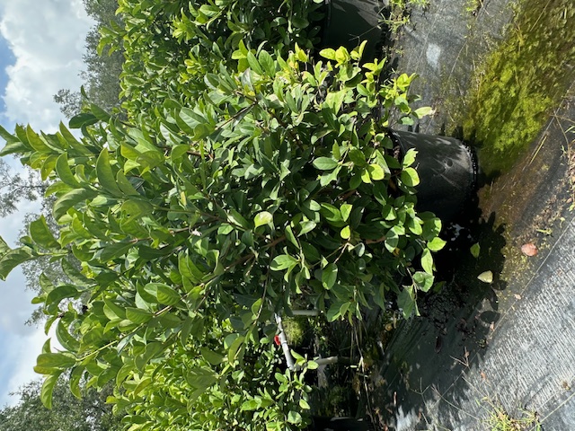 viburnum-odoratissimum-sweet-viburnum