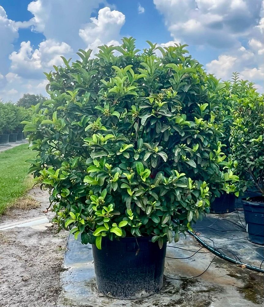 viburnum-odoratissimum-sweet-viburnum
