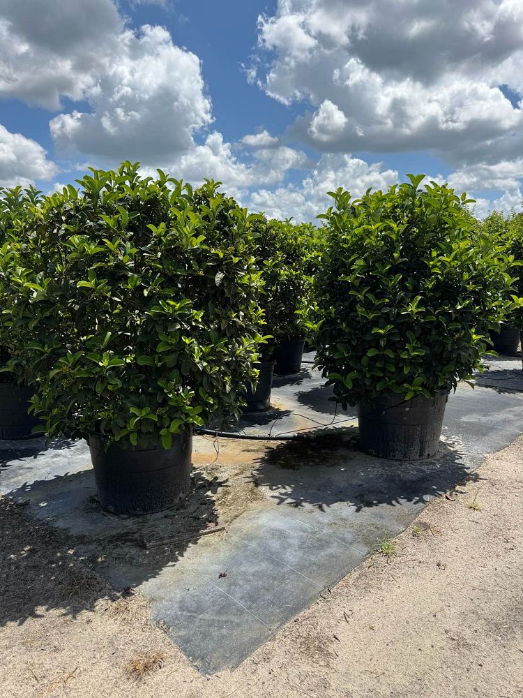 viburnum-odoratissimum-sweet-viburnum