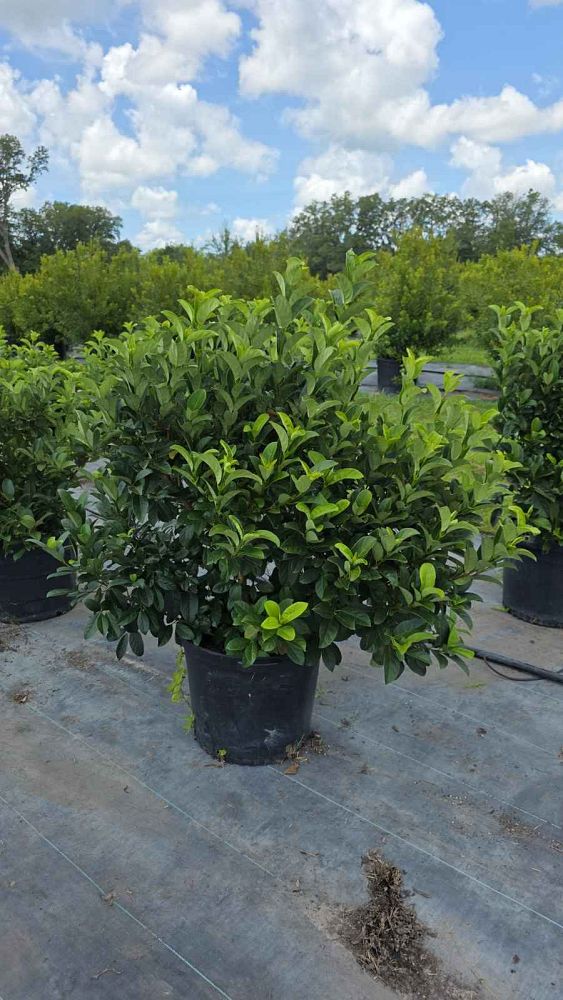 viburnum-odoratissimum-sweet-viburnum