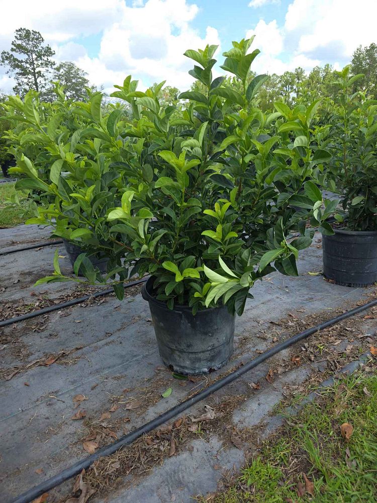 viburnum-odoratissimum-sweet-viburnum