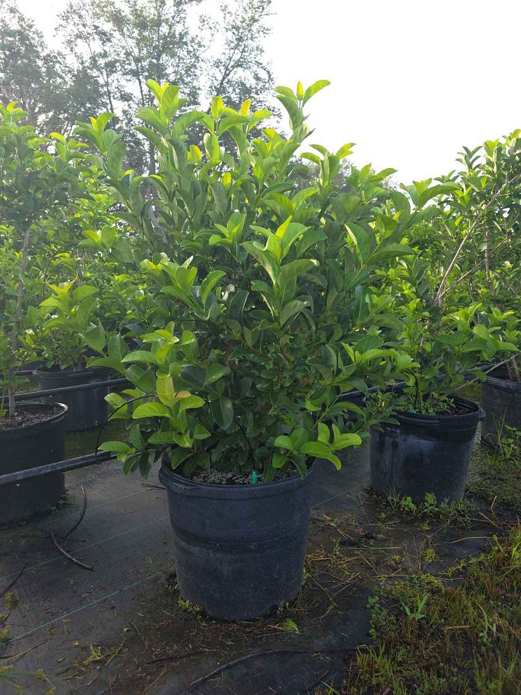 viburnum-odoratissimum-sweet-viburnum