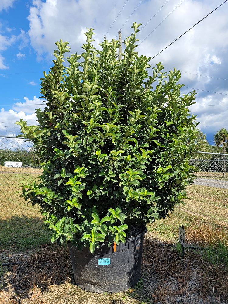 viburnum-odoratissimum-sweet-viburnum