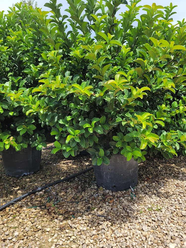 viburnum-odoratissimum-sweet-viburnum