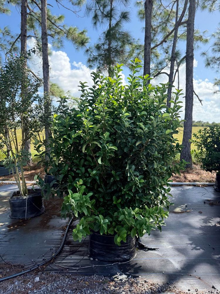 viburnum-odoratissimum-sweet-viburnum