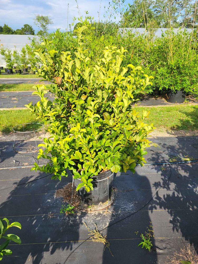 viburnum-odoratissimum-sweet-viburnum