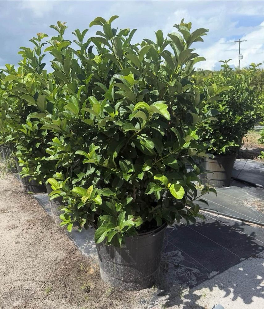 viburnum-odoratissimum-sweet-viburnum