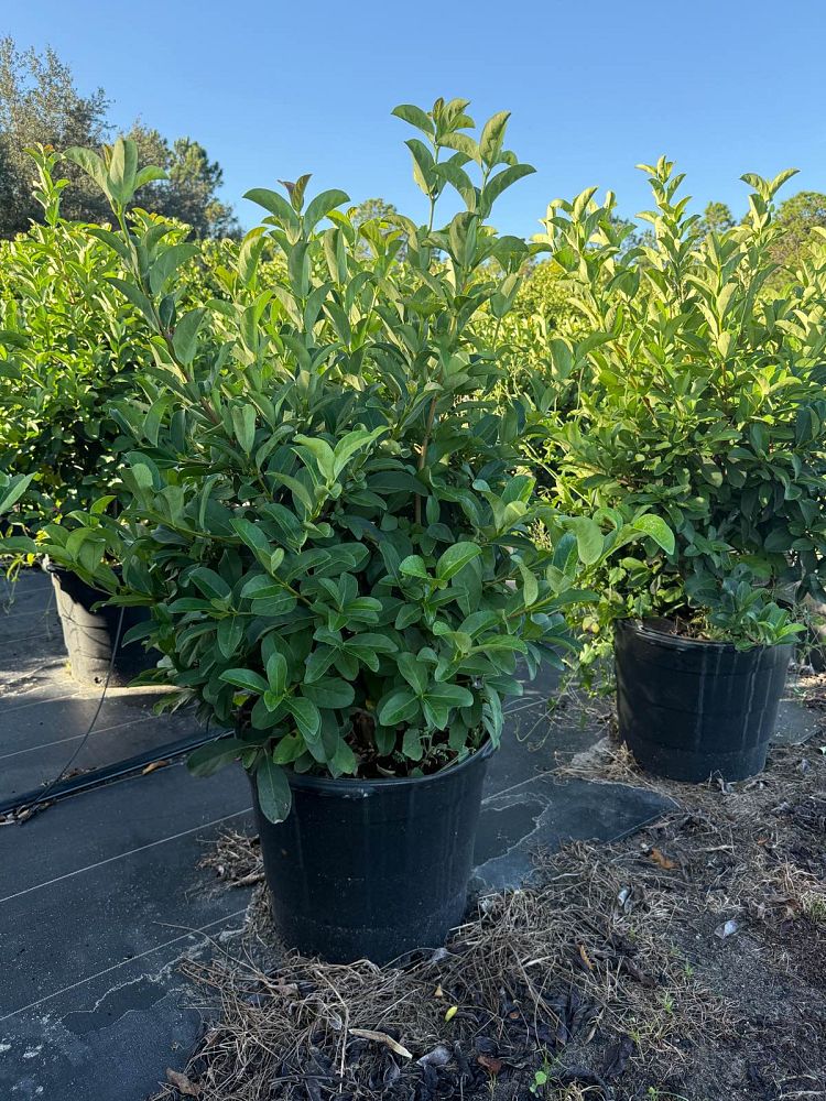 viburnum-odoratissimum-sweet-viburnum