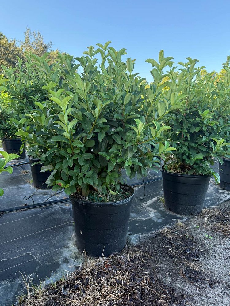 viburnum-odoratissimum-sweet-viburnum