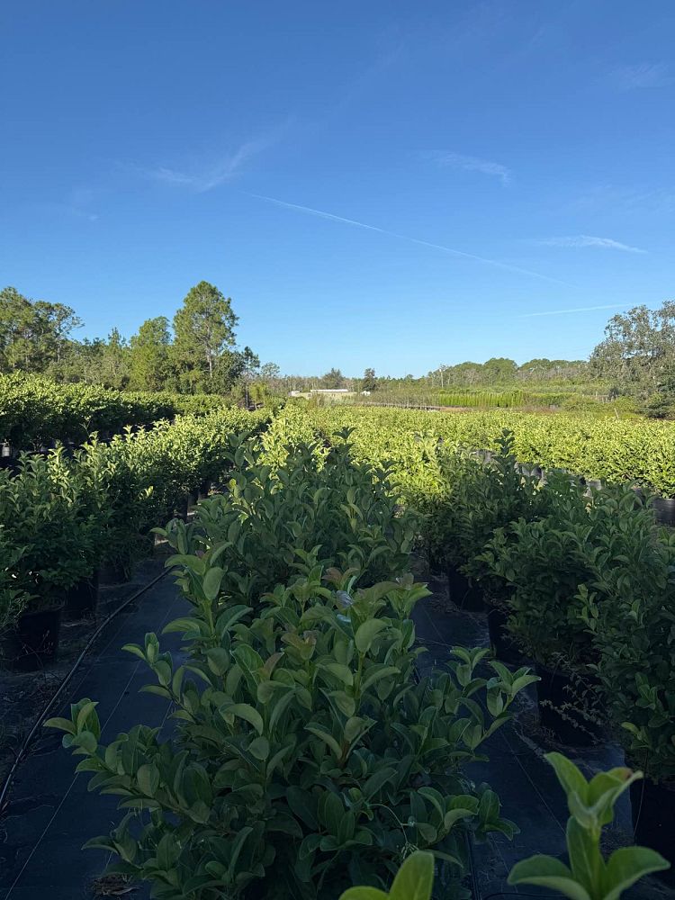 viburnum-odoratissimum-sweet-viburnum