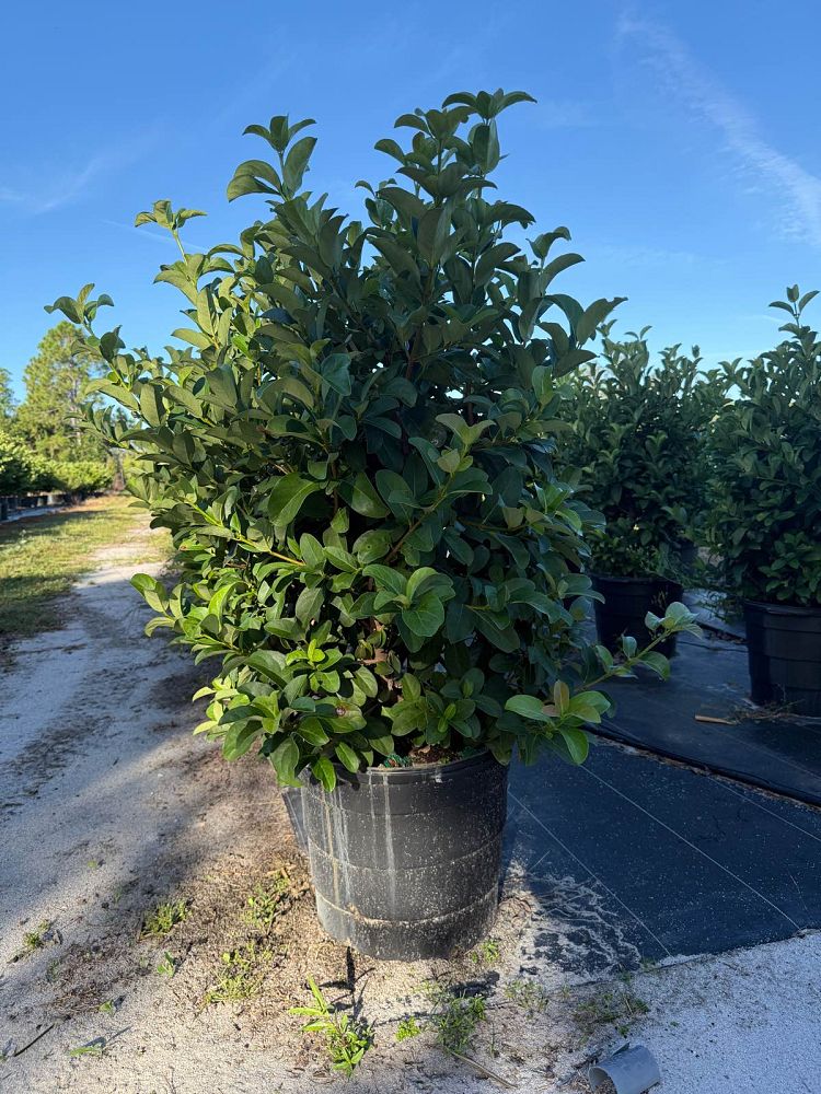 viburnum-odoratissimum-sweet-viburnum