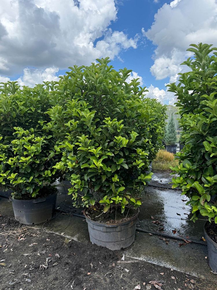 viburnum-odoratissimum-sweet-viburnum