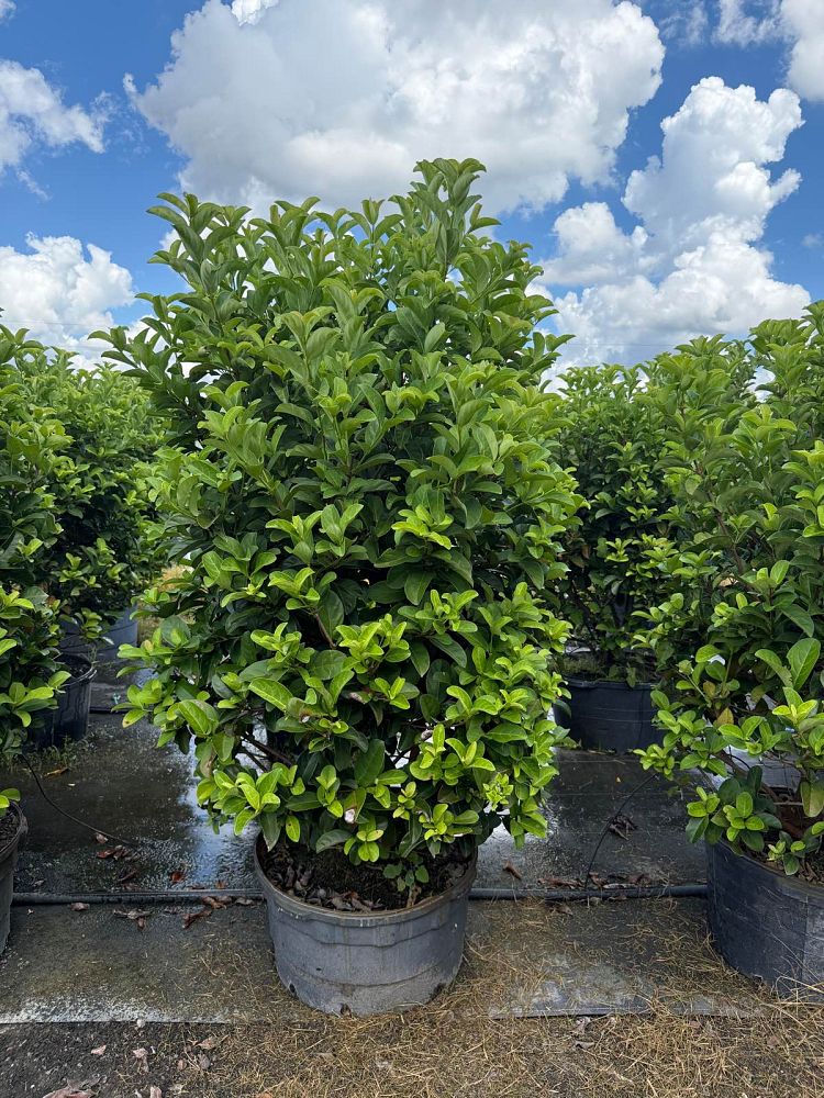 viburnum-odoratissimum-sweet-viburnum