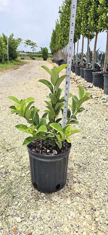 viburnum-odoratissimum-sweet-viburnum