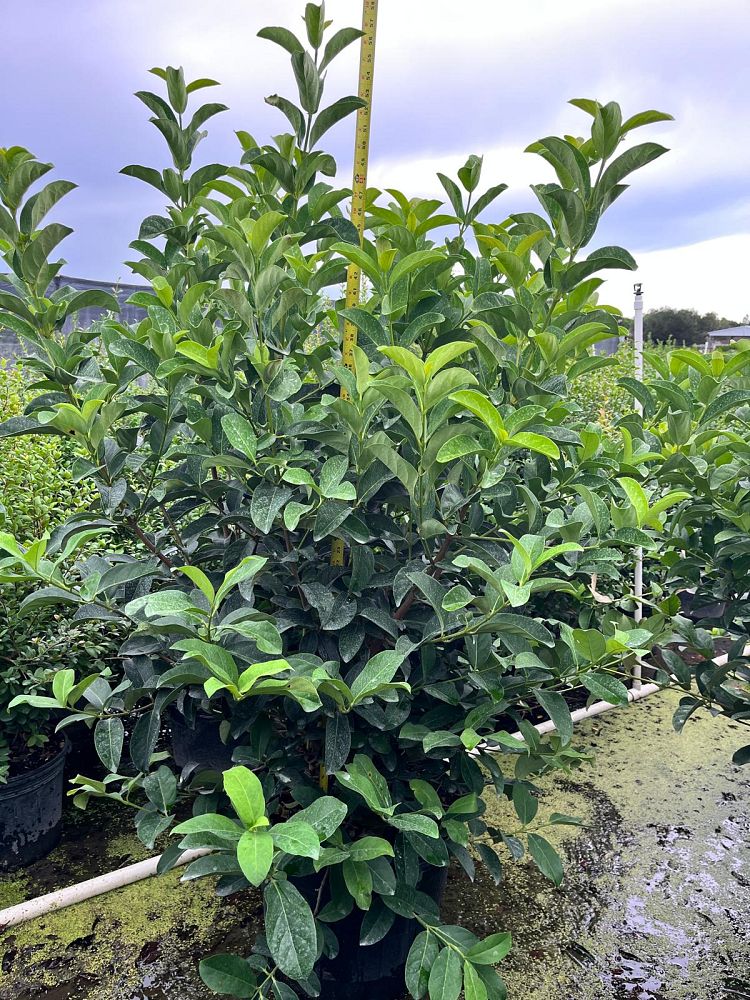 viburnum-odoratissimum-sweet-viburnum