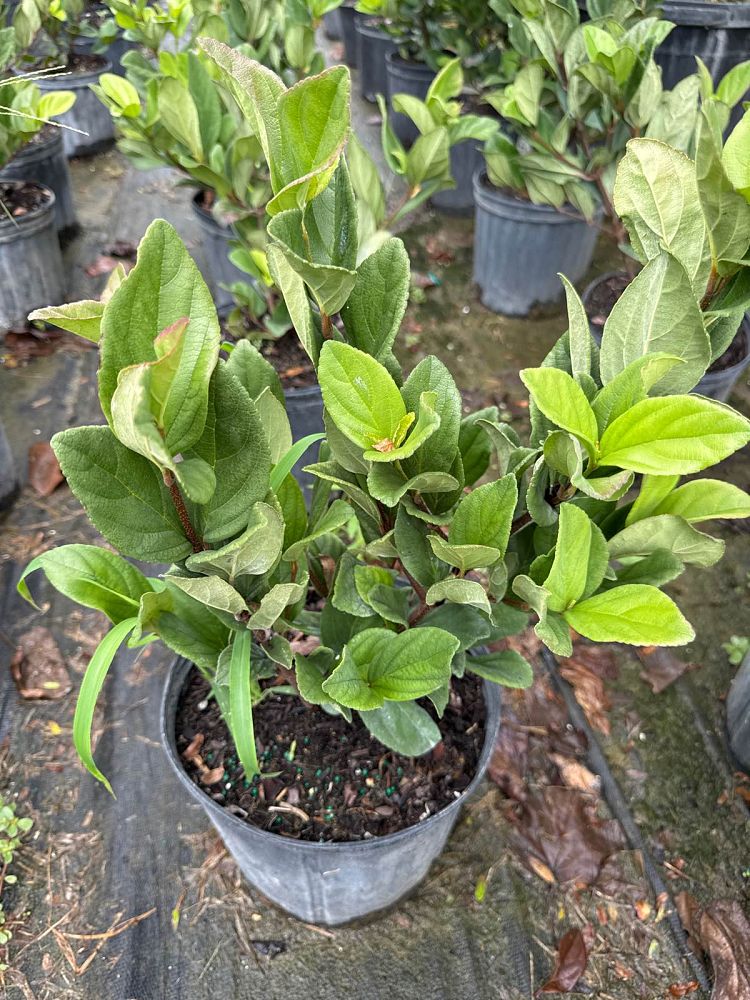 viburnum-odoratissimum-sweet-viburnum