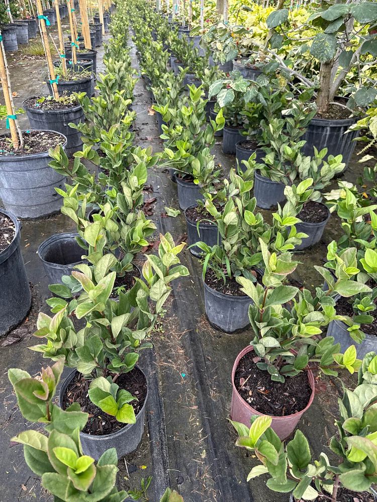viburnum-odoratissimum-sweet-viburnum