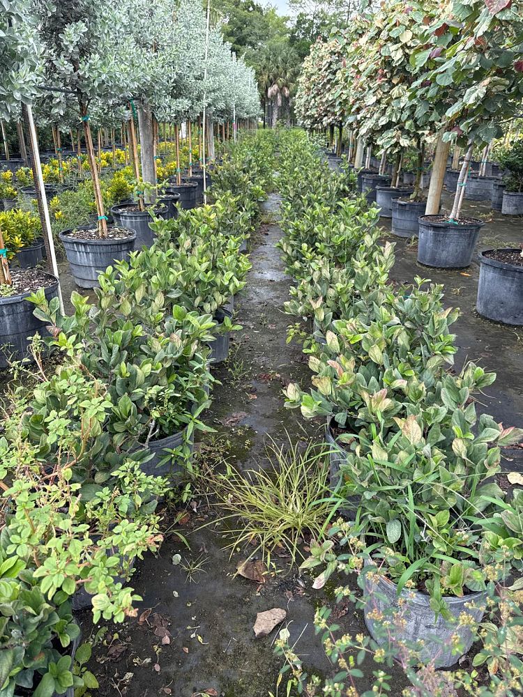 viburnum-odoratissimum-sweet-viburnum