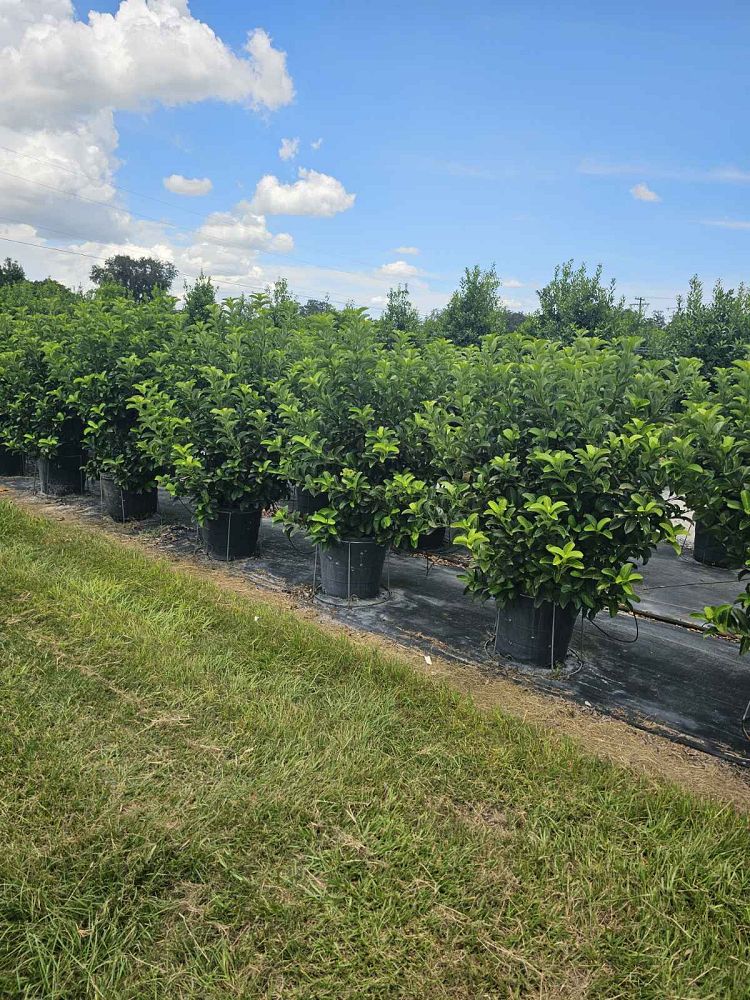 viburnum-odoratissimum-sweet-viburnum