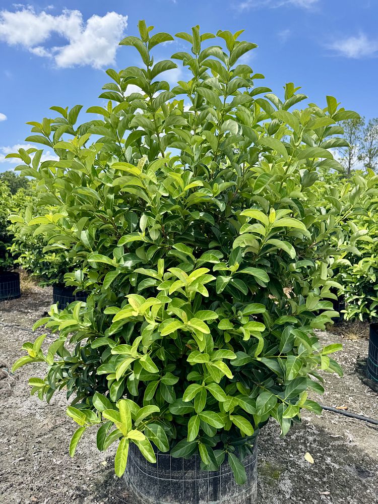 viburnum-odoratissimum-sweet-viburnum