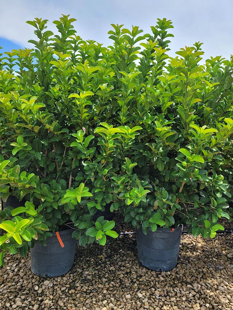 viburnum-odoratissimum-sweet-viburnum