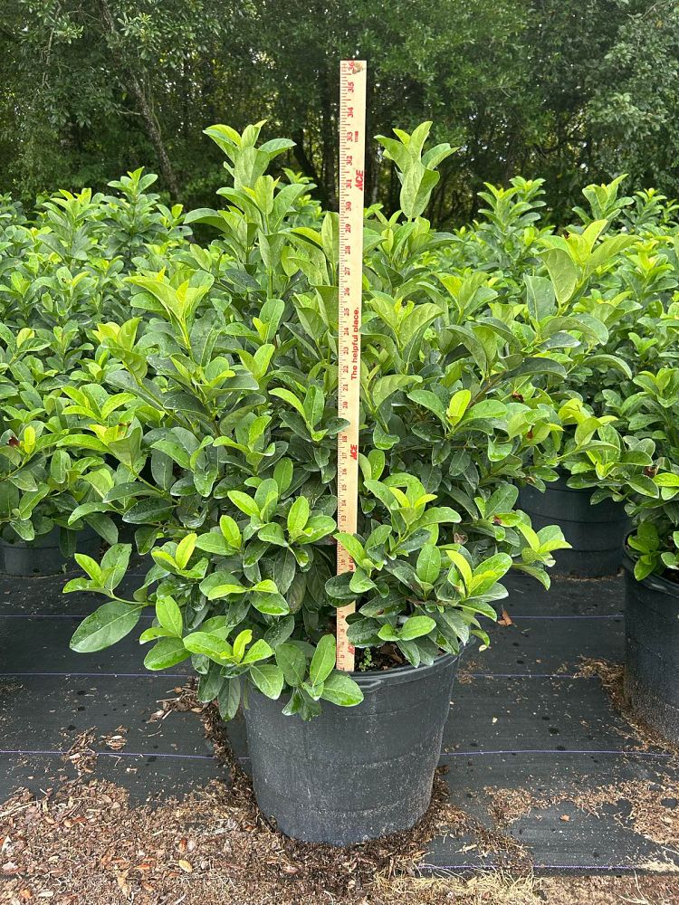 viburnum-odoratissimum-sweet-viburnum