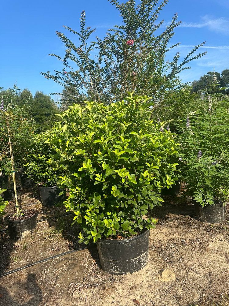 viburnum-odoratissimum-sweet-viburnum