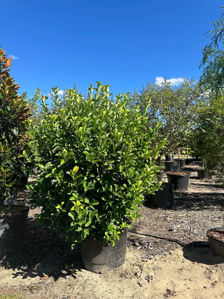 viburnum-odoratissimum-sweet-viburnum