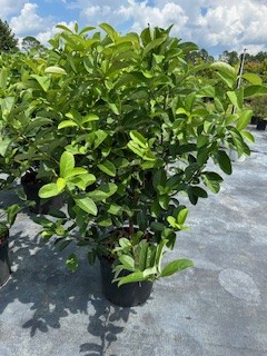 viburnum-odoratissimum-sweet-viburnum