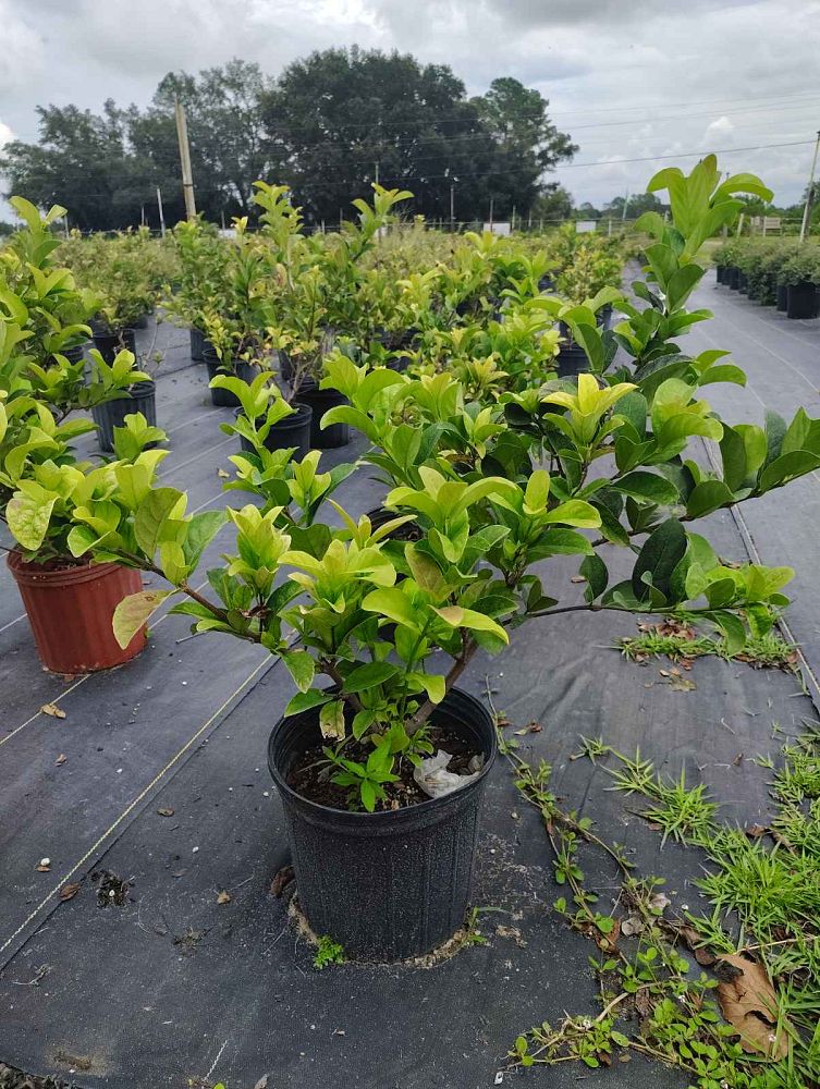 viburnum-odoratissimum-sweet-viburnum
