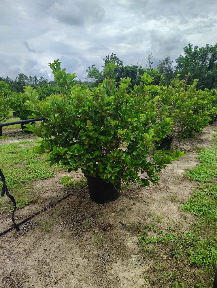 viburnum-odoratissimum-sweet-viburnum
