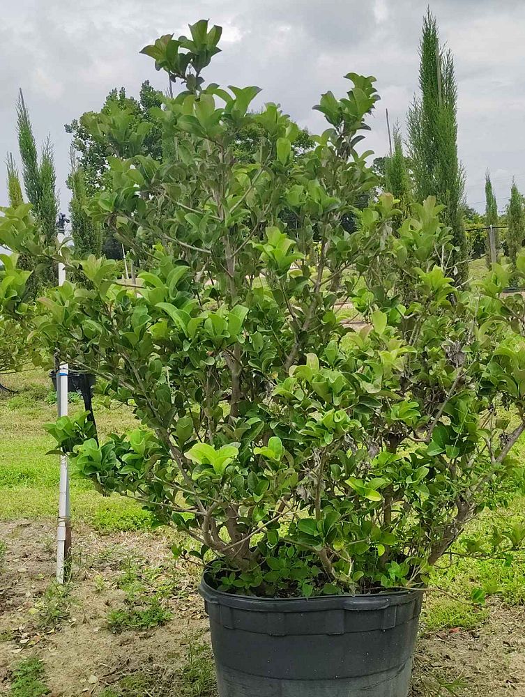 viburnum-odoratissimum-sweet-viburnum