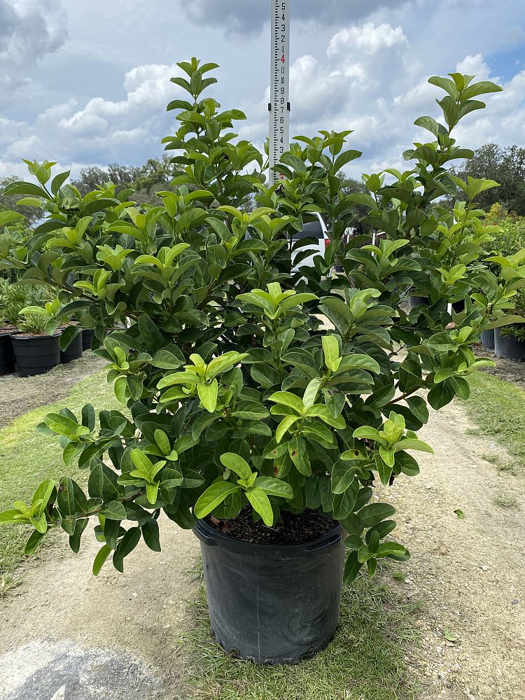 viburnum-odoratissimum-sweet-viburnum