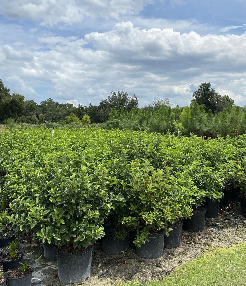 viburnum-odoratissimum-sweet-viburnum