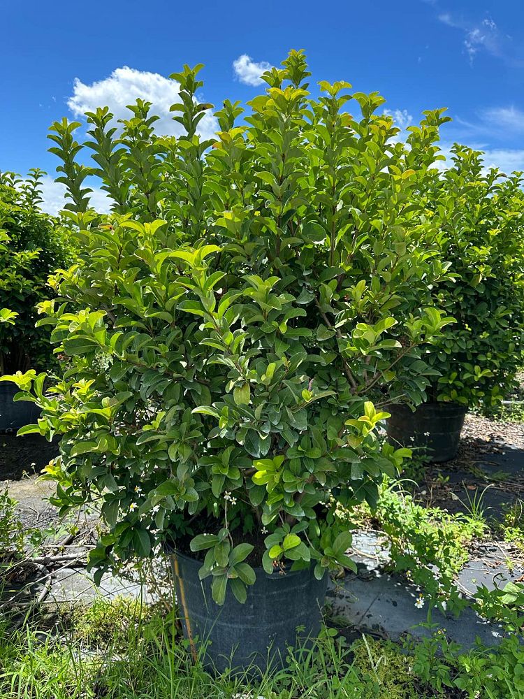viburnum-odoratissimum-sweet-viburnum