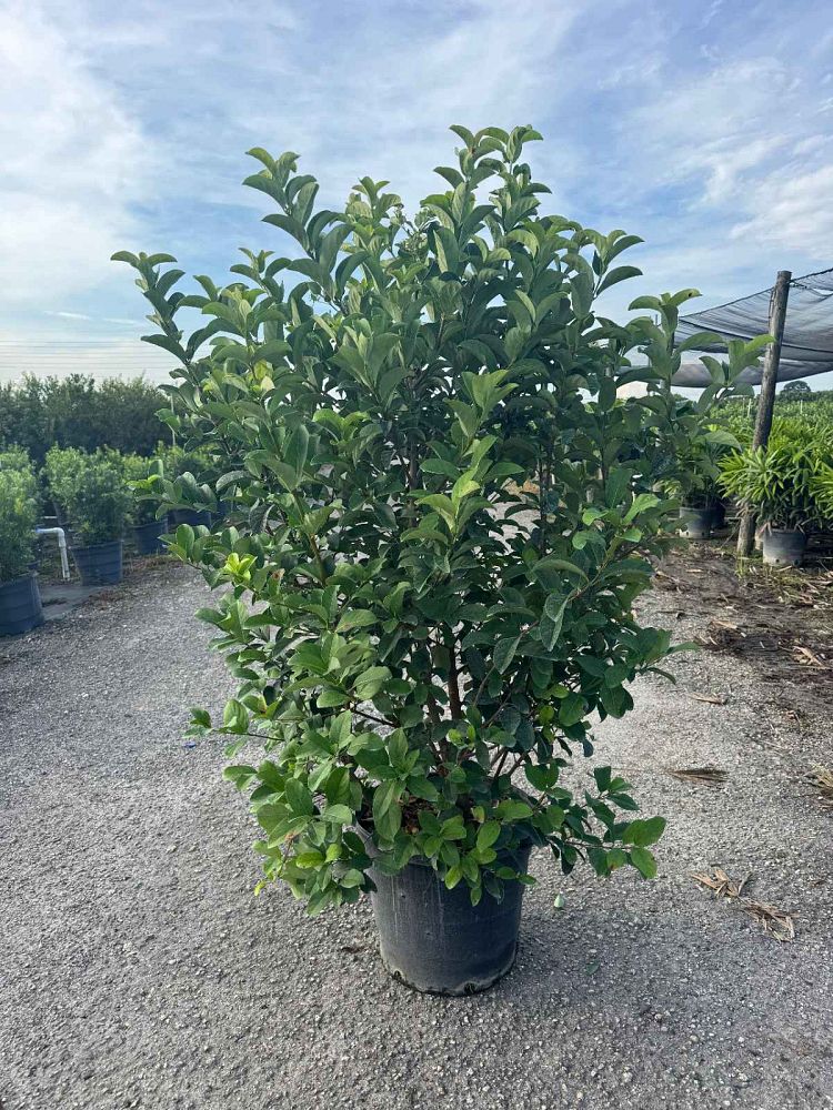 viburnum-odoratissimum-sweet-viburnum