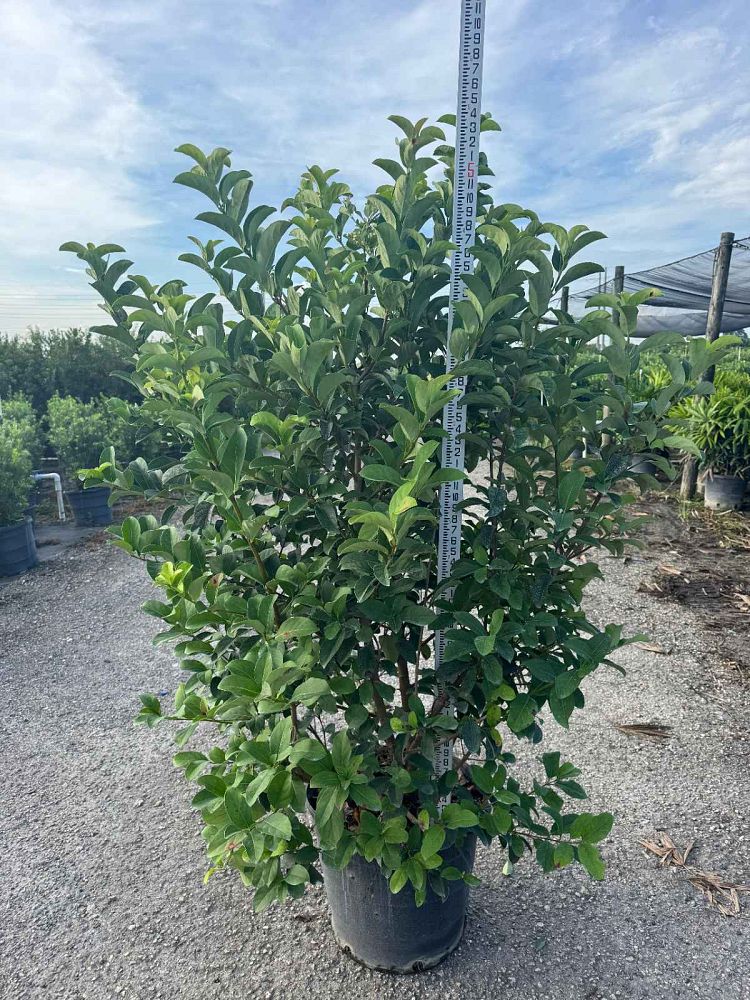viburnum-odoratissimum-sweet-viburnum